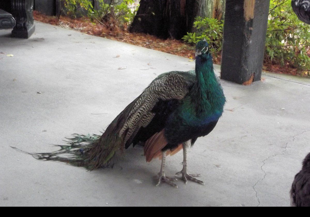 A very bedraggled looking peacock.  In fact, all the males were similarly disheveled.