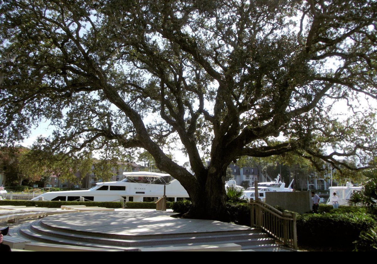 Looking through this magnificent tree at ome of the boats moored in the marina.