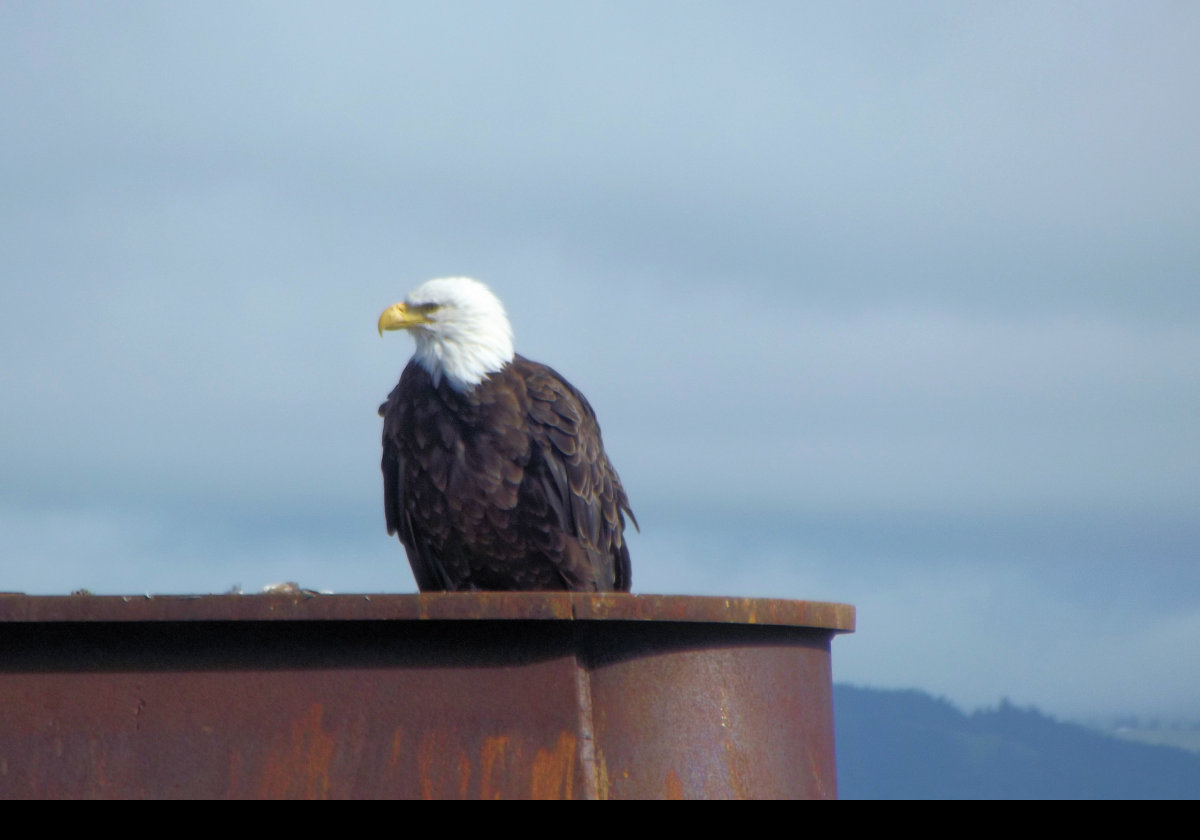 Spotted this eagle that had nested near the Spit.