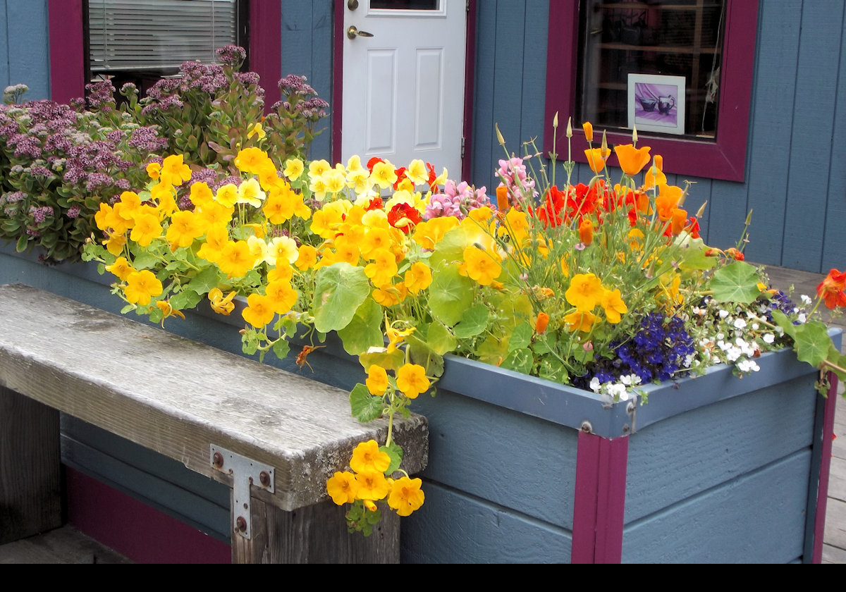 Yet more amazing flowers. My nasturtiums never look this good.