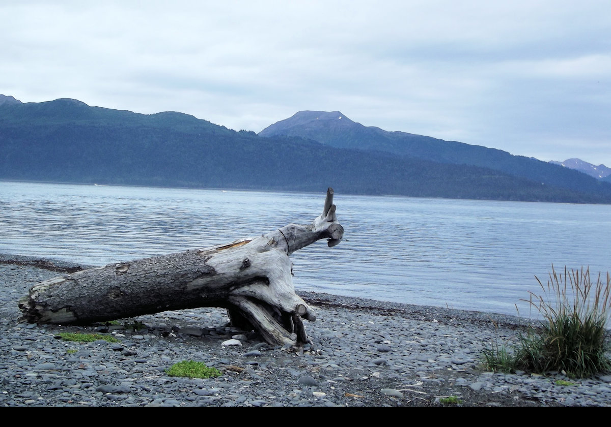 Sculptural drift wood.