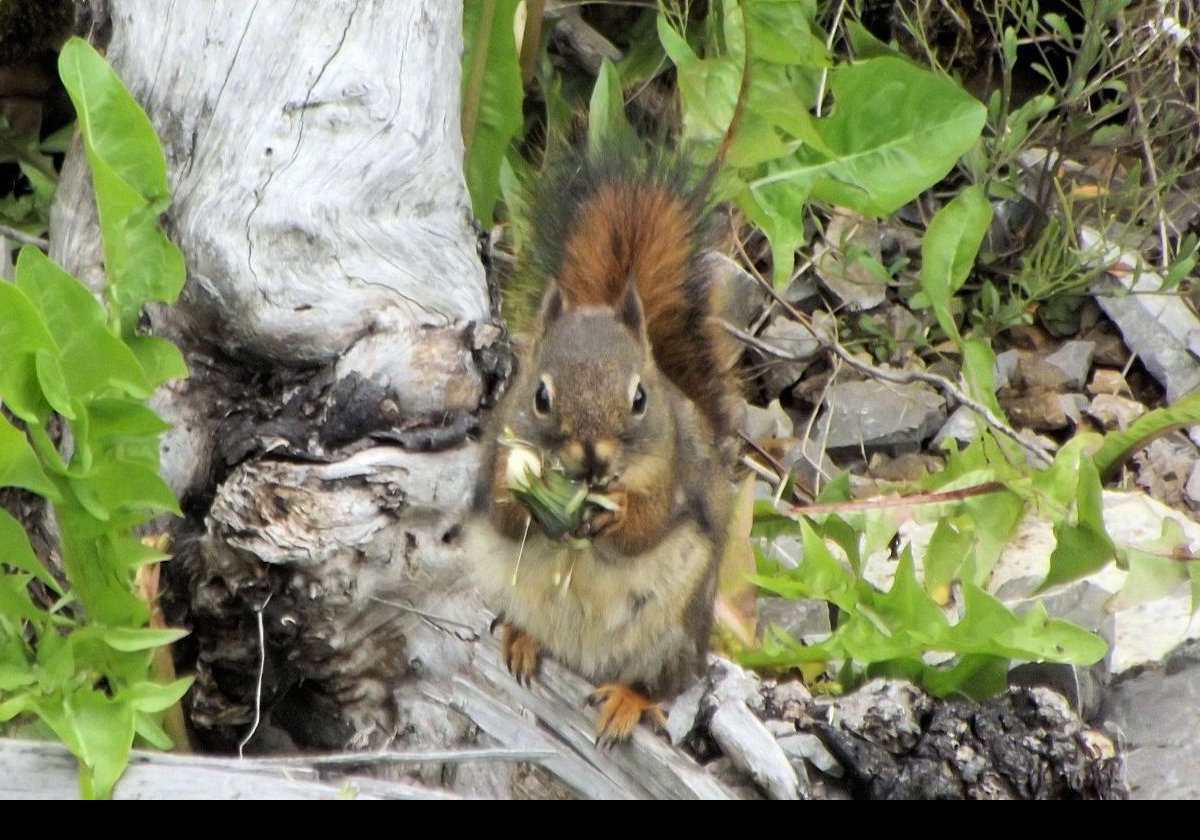 Spotted this little fellow on the side of the road.