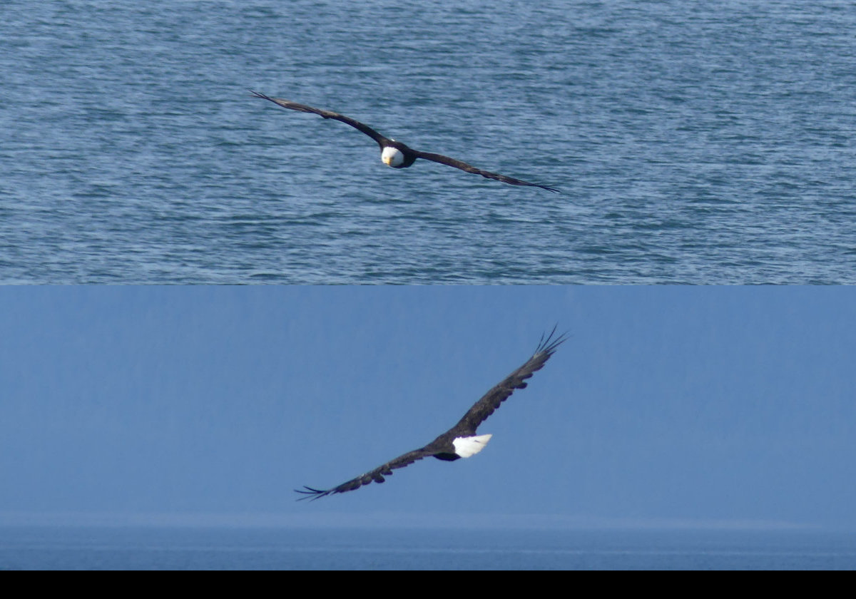 A Bald Eagle; probably looking for its next meal.