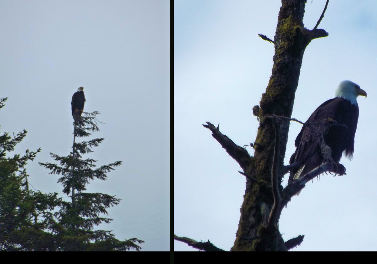 We saw several Bald Eagles on our walk.