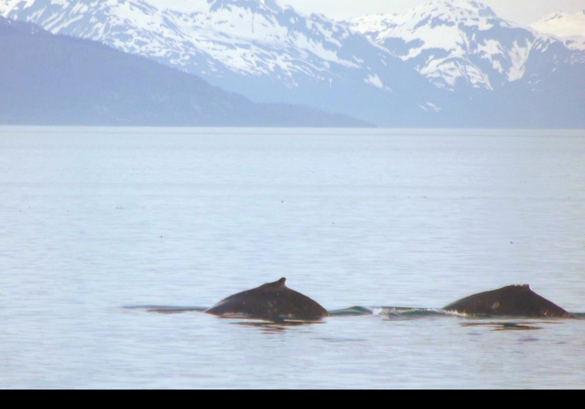 On our way out into Icy Strait, we were lucky enough to see this small pod of whales.