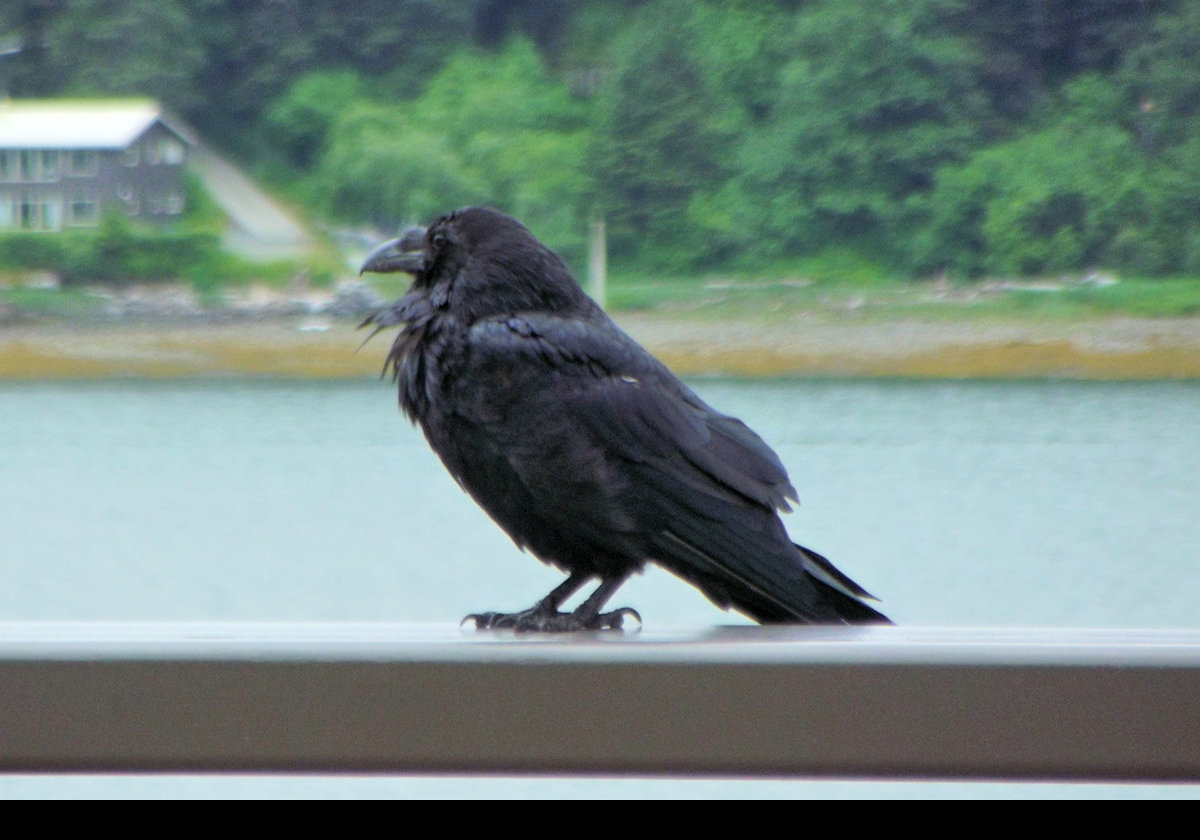 A grumpy & somewhat dishevelled looking crow as seen on the roof of the State Office Building.