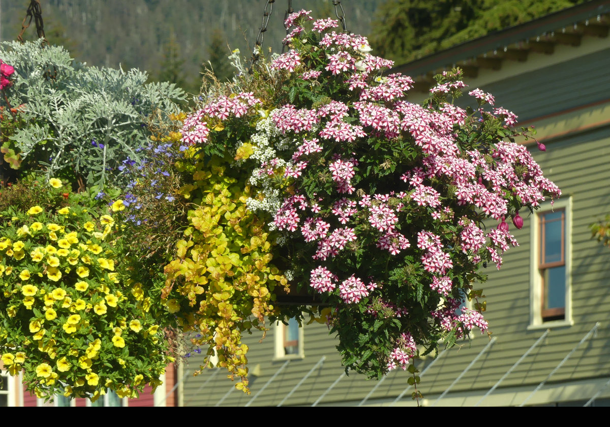 I do not know what it is that makes Alaskan flora look so gorgeous, though the last picture is a little scary!