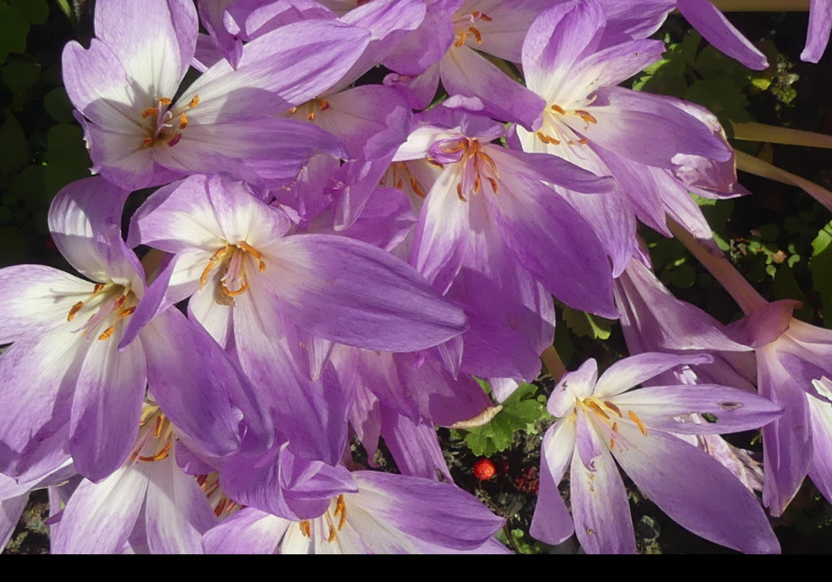 Flowers in Whale Park.