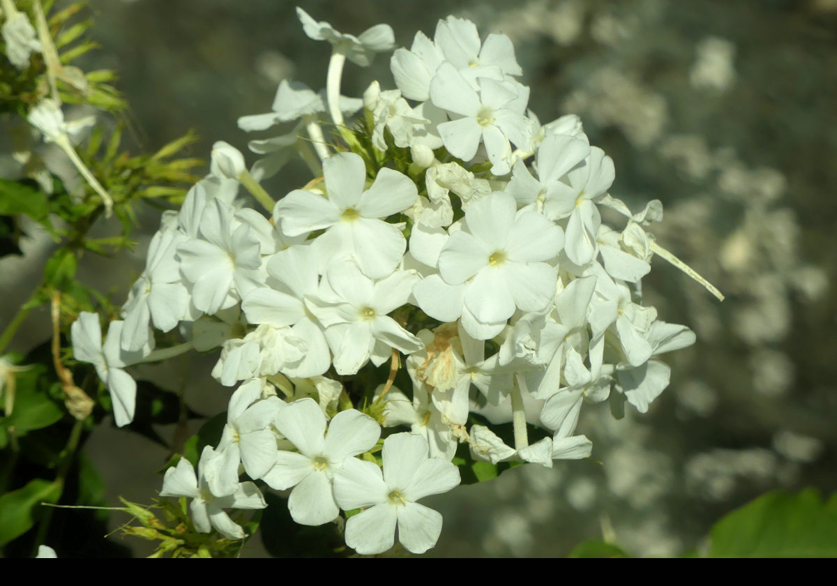 Flowers in Whale Park.