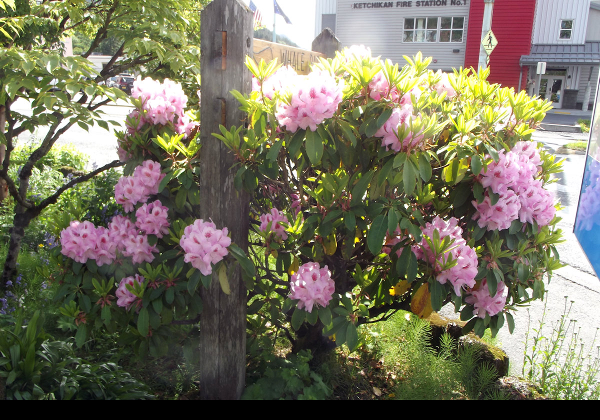 Flowers in Whale Park; a rhododendron.