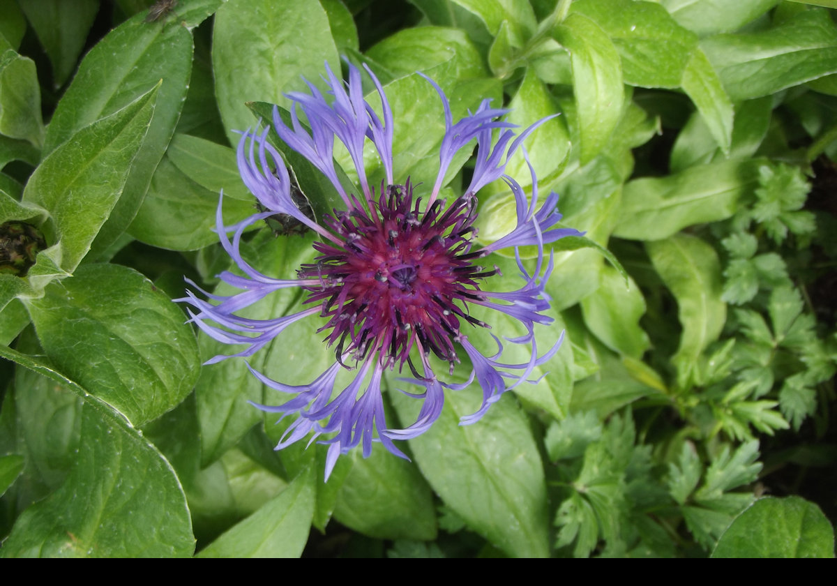 Flowers in Whale Park; a perennial cornflower.