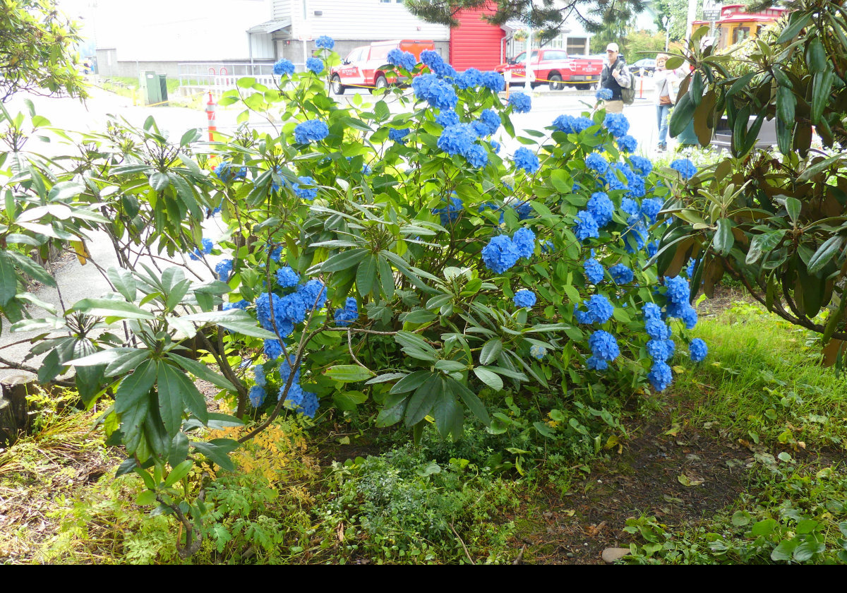 Flowers in Whale Park; a Hydrangea.
