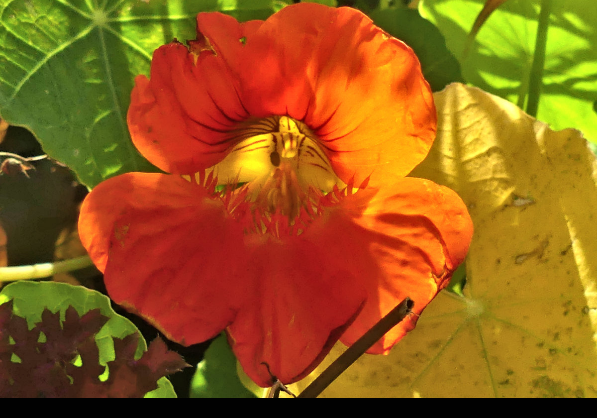 Flowers in Whale Park, a nasturtium, I think.