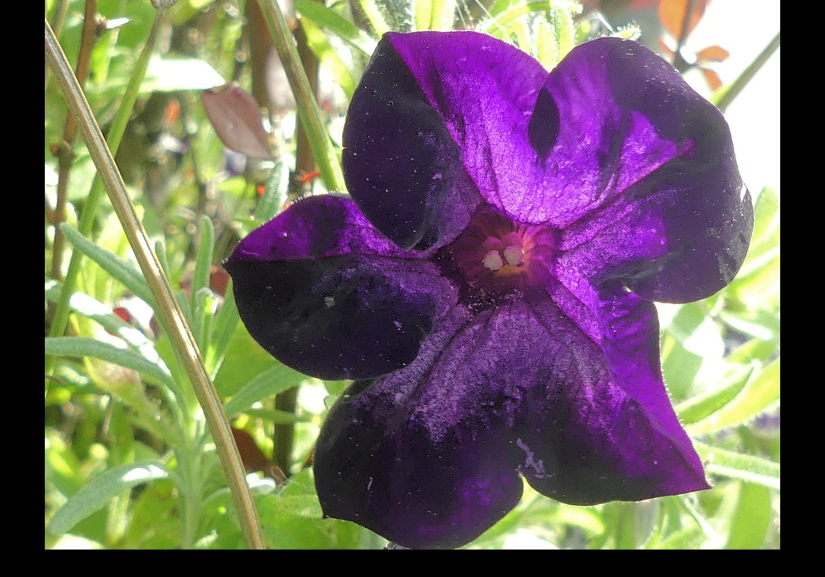 Flowers in Whale Park.