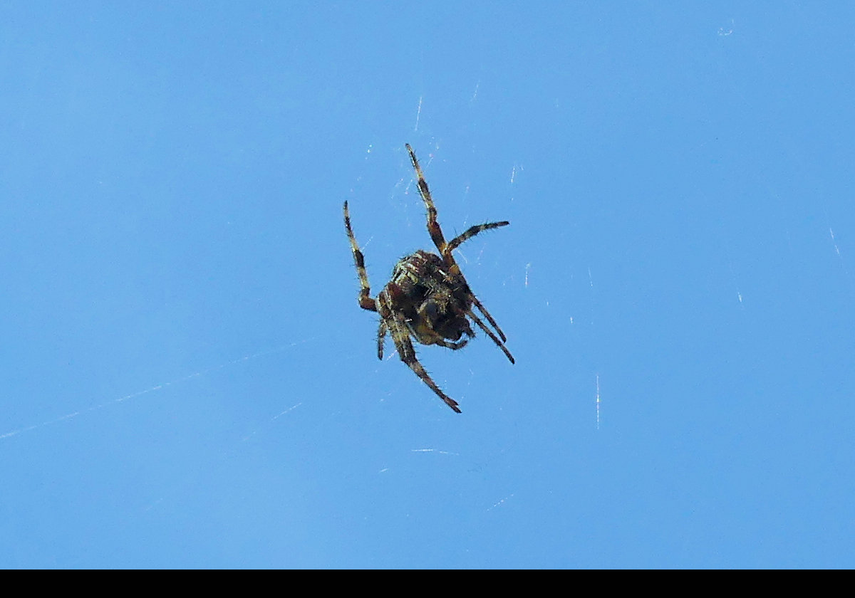 A fairly terrifying spider!