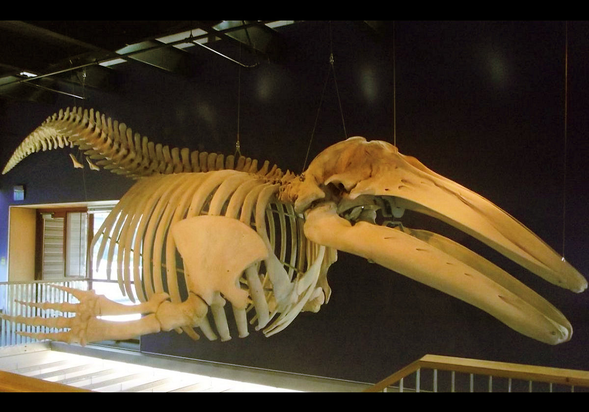 The whale skeleton that is on display inside the Kodiak National Wildlife Center. The whale died and was washed up on the beach.