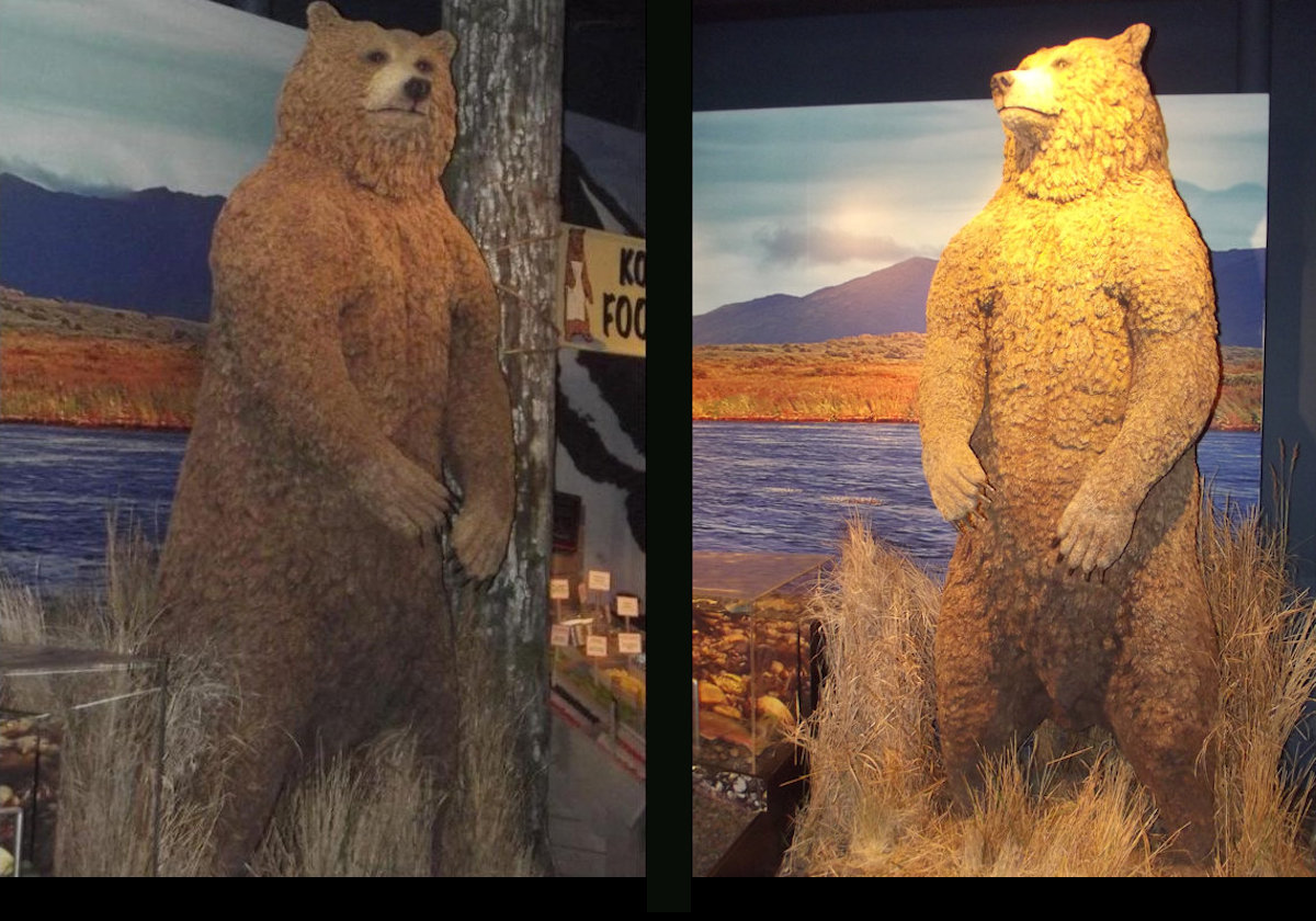 A series of pictures of some of the dioramas on display at the Kodiak National Wildlife Center. Starting with some bears.