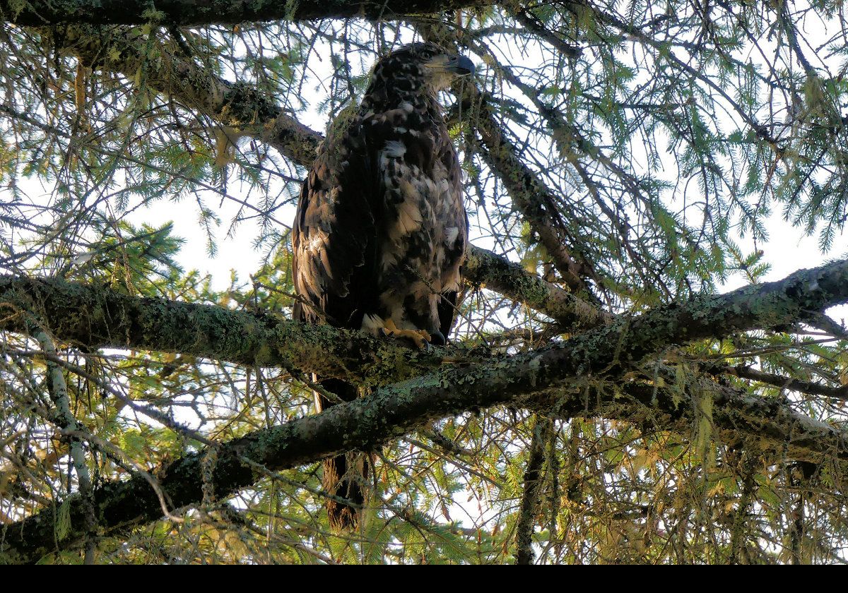 Hard to see, I know; but even harder to photograph way up in this tree!