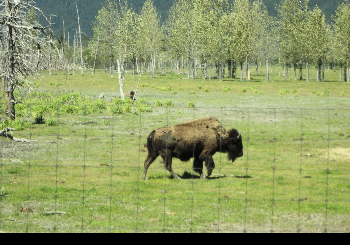 A Wood Bison. Males can reach a weight of 900 kg (2,000 lbs) making them the largest land mammals in North America!