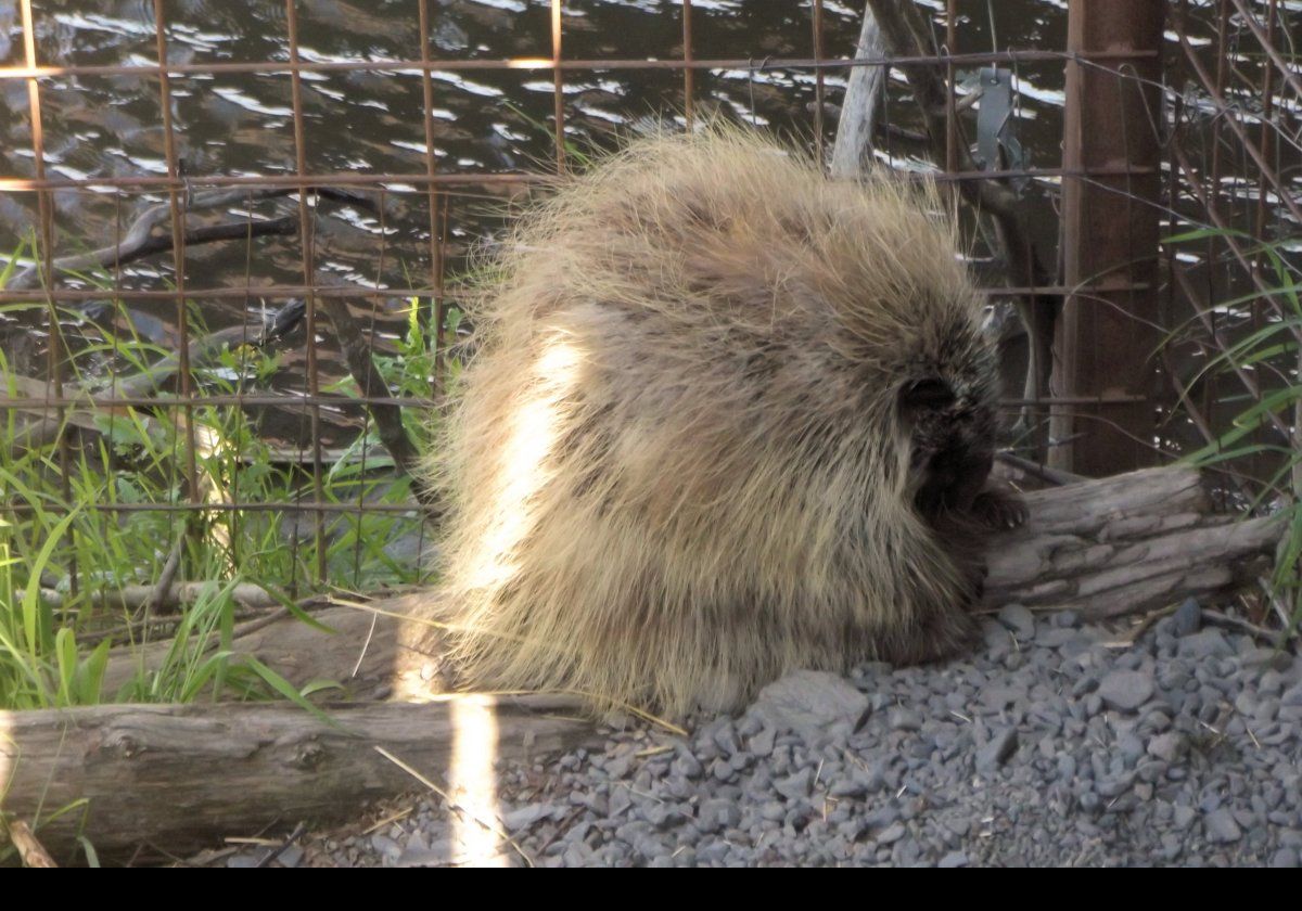 A porcupine that has just woken up from a nap!