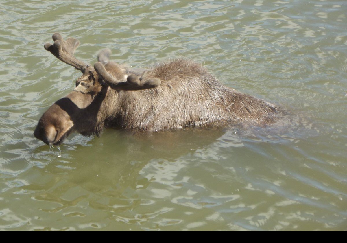 Moose, or elks, are really large, the largest of all deer.  A male can run up to 7 feet tall and weigh over 1,500 pounds.