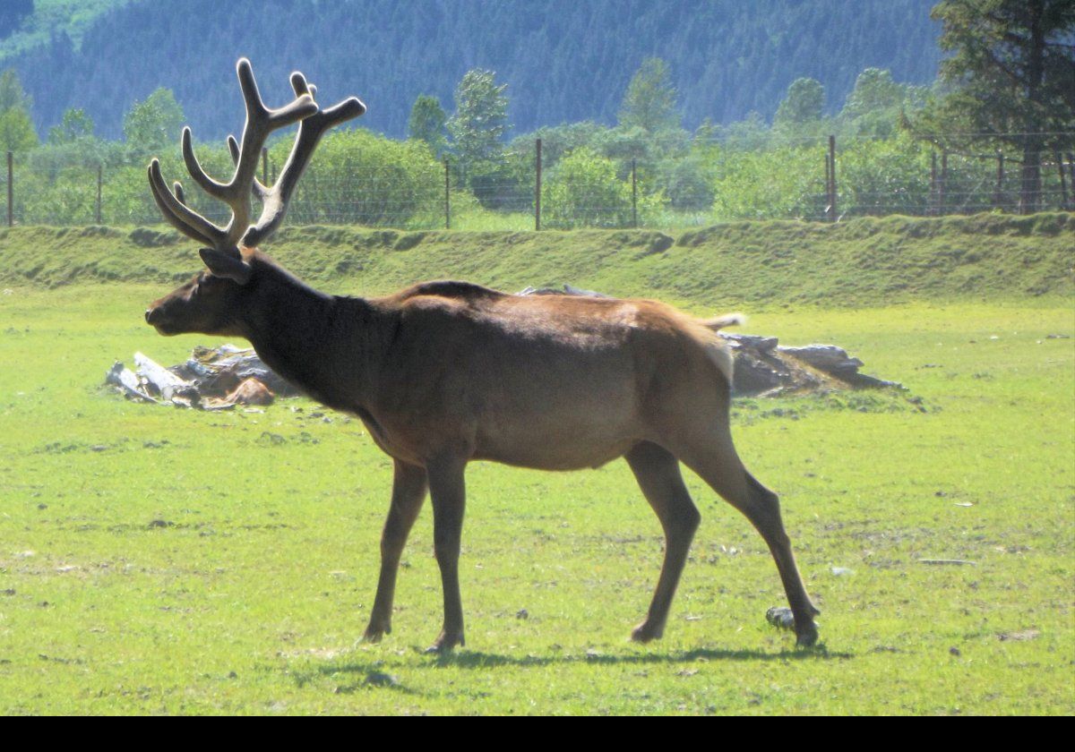 Moose, or elks, are really large.  A male can run up to 7 feet tall and weigh over 1,500 pounds.