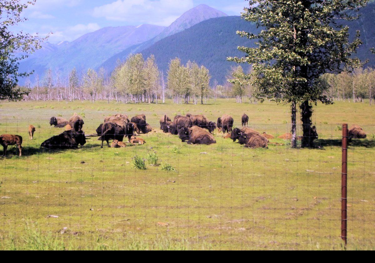 Our visit to the Alaska Wildlife Conservation Center on the Seward Highway in Portage, near Anchorage.  Click on the image to go to their website; it opens in a new window.  