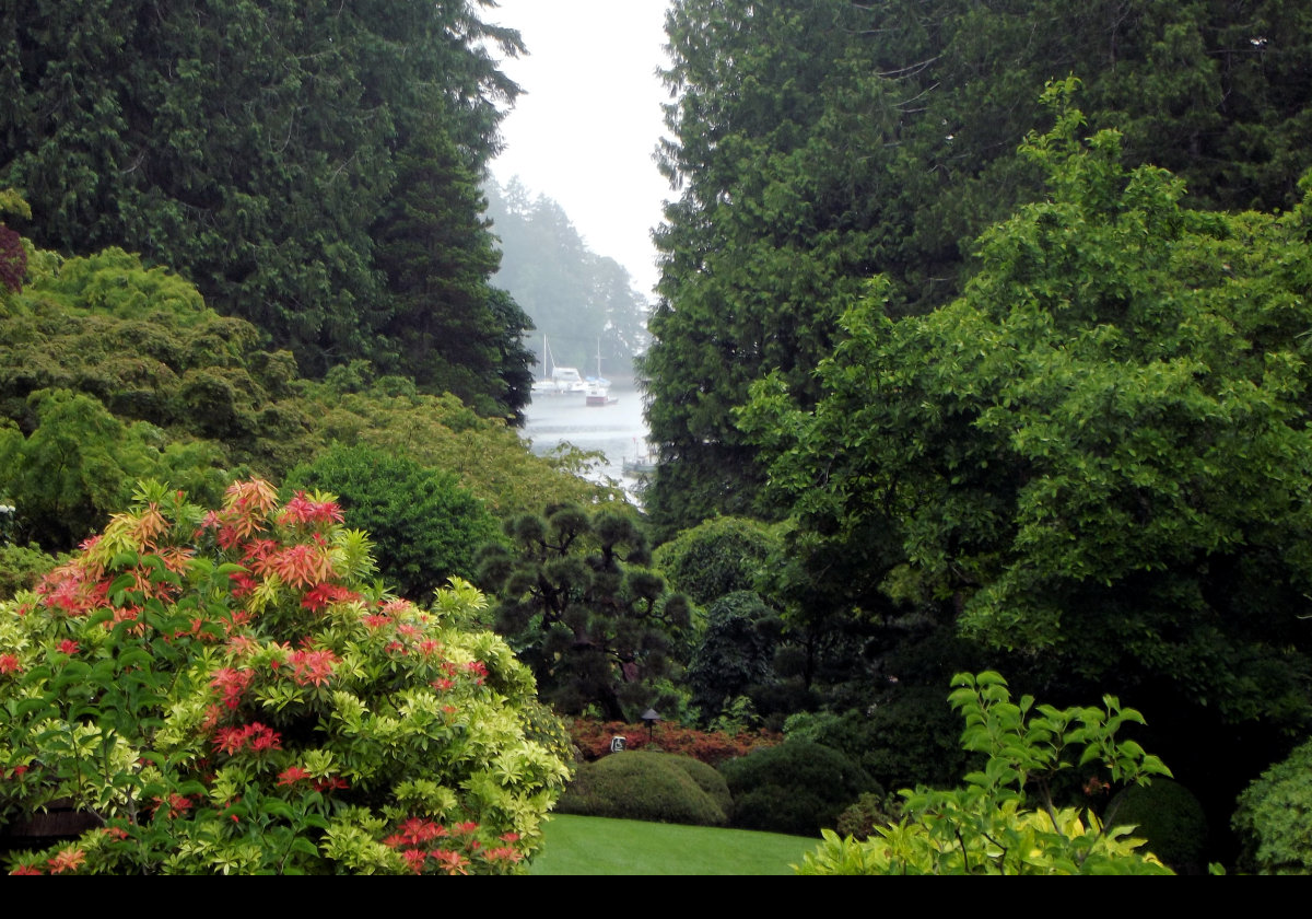 Looking at a small part of the start of the Tod Inlet through a gap in the trees.