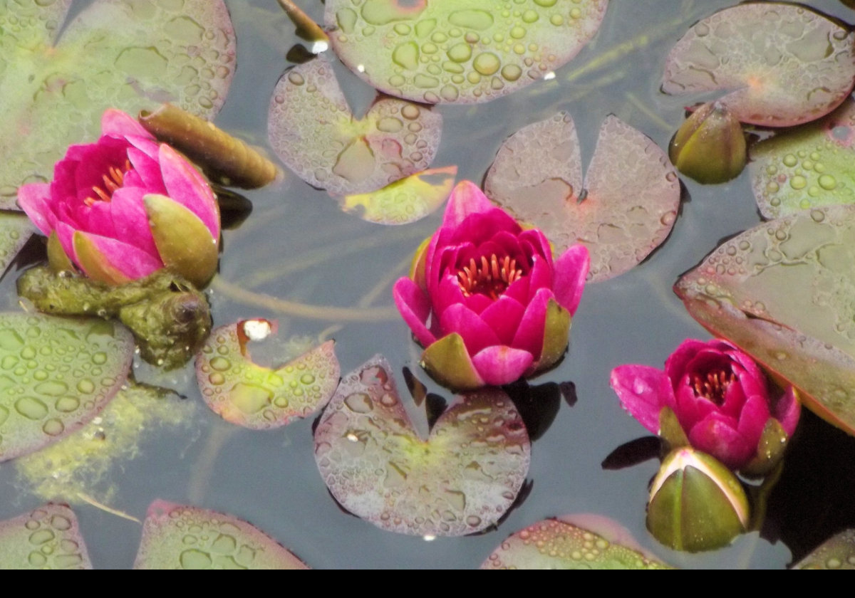 Water lilies; botanical name: Nymphaeaceae. There are approximately 70 species that grow in temperate and tropical climates. Their roots, more properly rhizomes, grow in the soil below the water and attach to the plants via long stems.