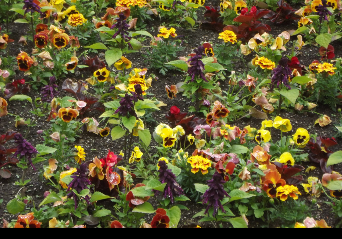 A plethora of annuals; Pansies, Salvias & Begonias.