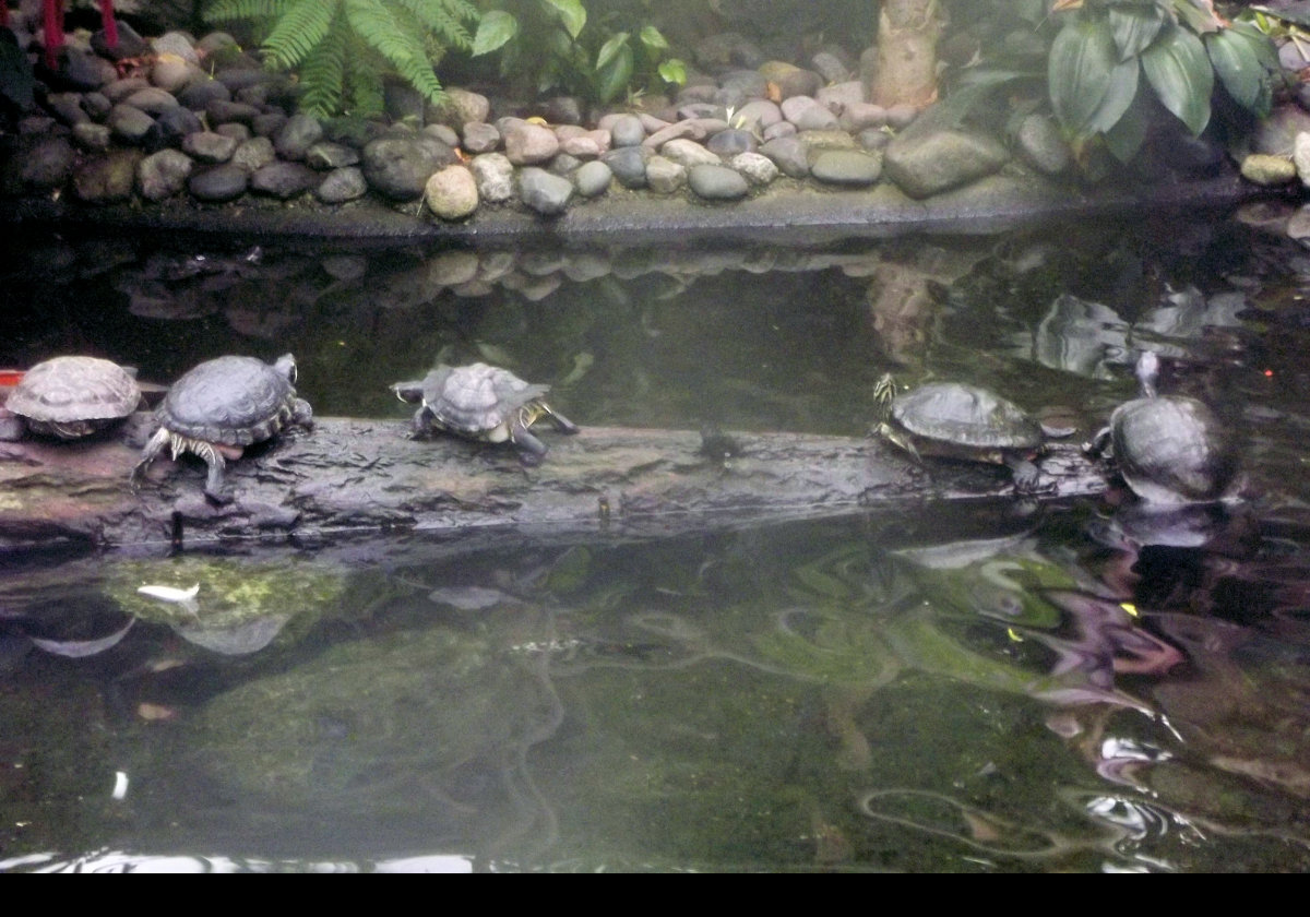 Strange as it may seem, considering this is a butterfly farm, we saw very few, if any, butterflies. Possibly the wrong time of year? But there were various bugs, turtles & flamingos!