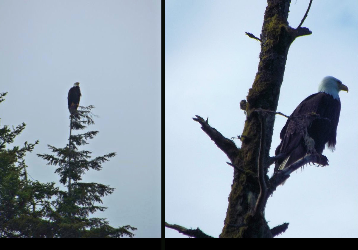 We saw several Bald Eagles on our walk.  