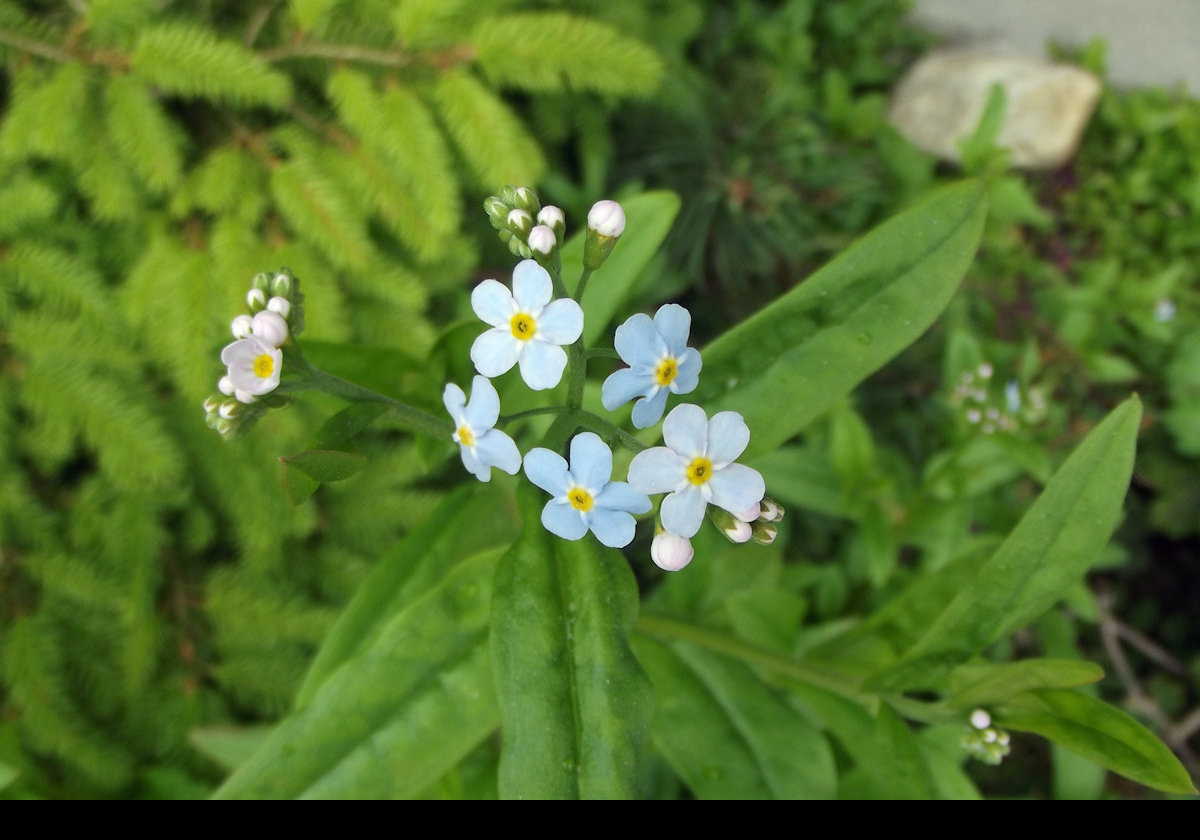 Last, but deinately not least, the  alpine forget-me-not; Alaska's state flower.