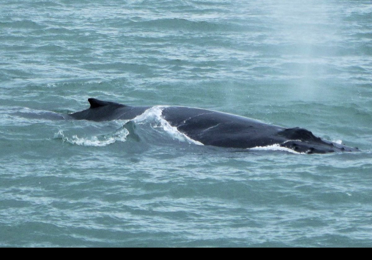 A humpback whale drifting alongside our boat.