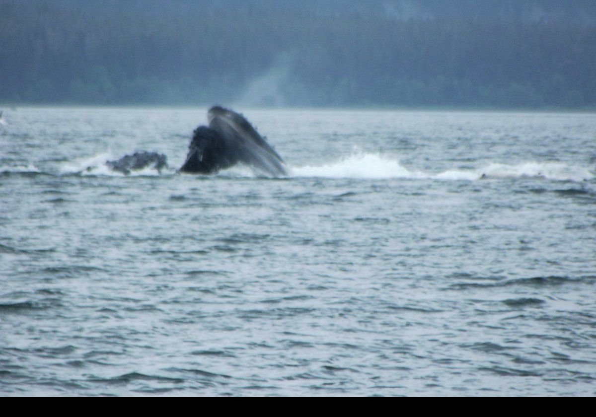 Bubble Net Fishing involves a group of whales that swims in an ever shrinking circle blowing bubbles below a school of fish. As the diameter of the "net" reduces they become trapped.