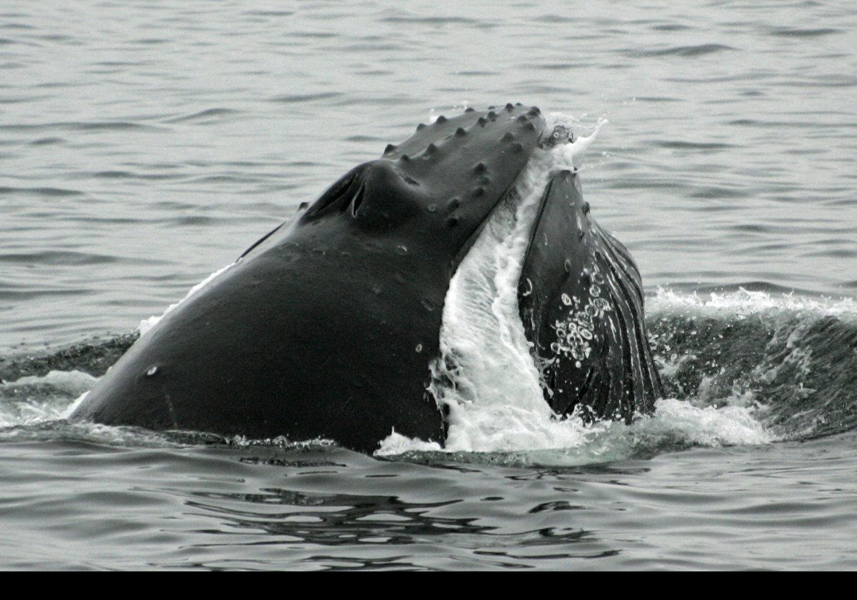 This picture shows clearly how a humpback strains the water through its baleen capturing a huge quantity of fish from a "lunge". Credit National Oceanic and Atmospheric Administration.