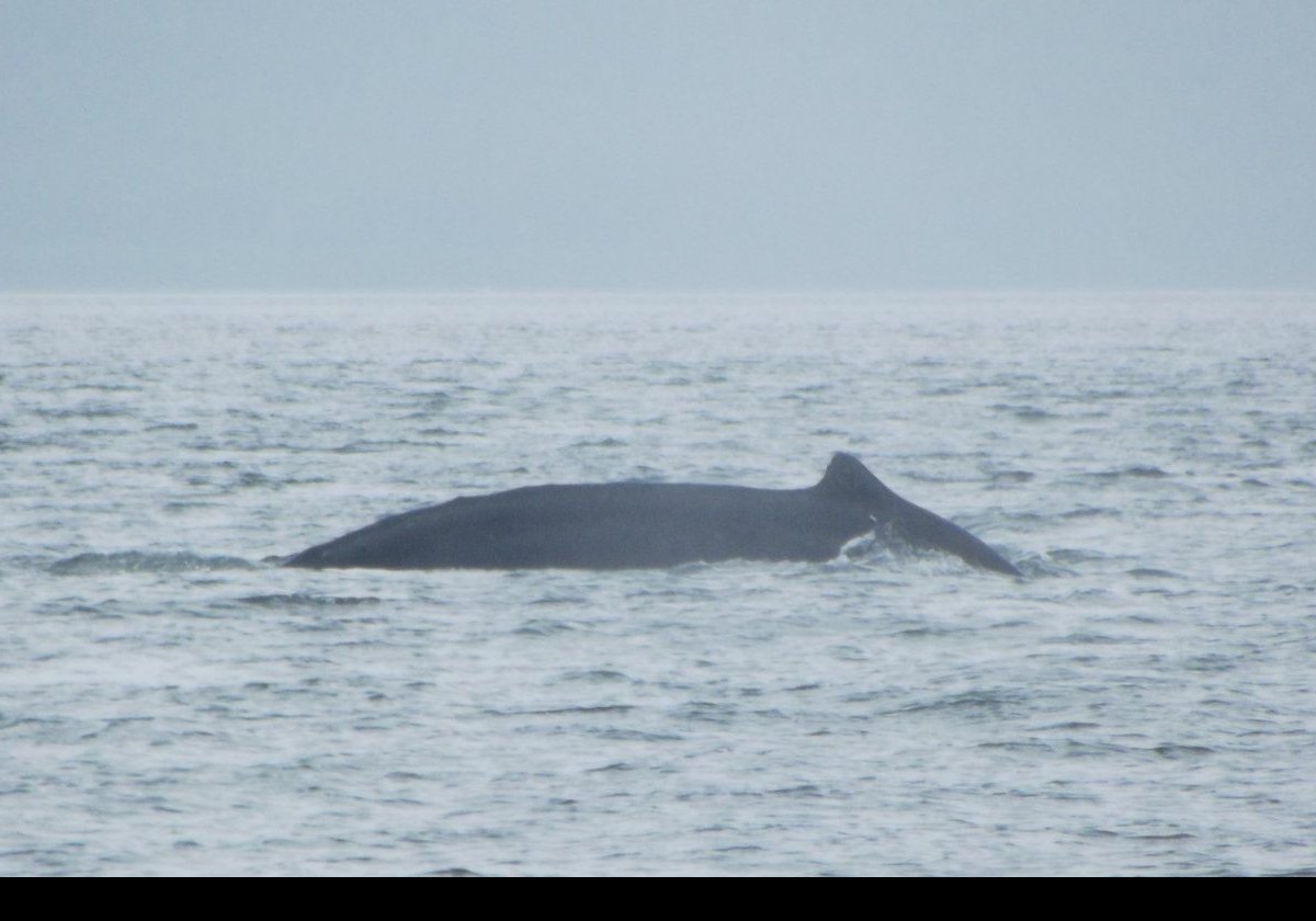 Humpbacks swimming around our boat.