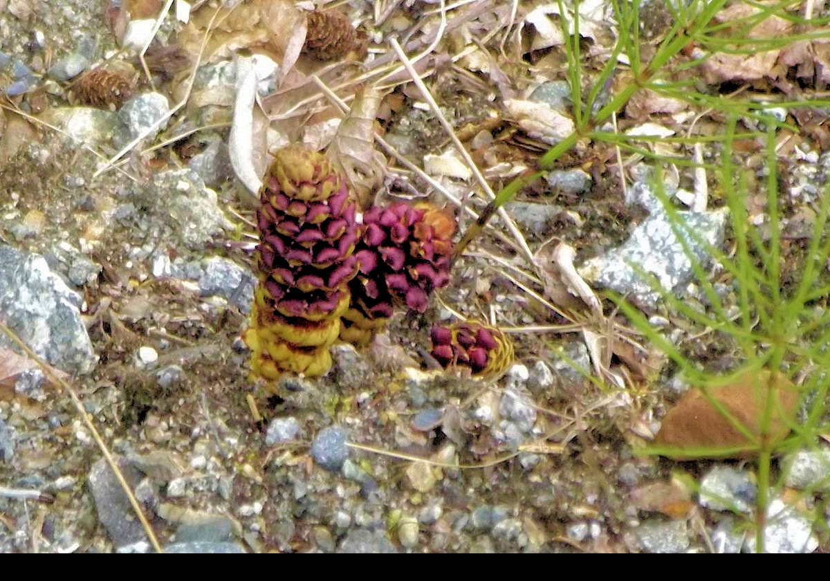 Resembling pine cones, the Northern Ground Cone (Boschniakia Rossica) has little or no chlorophyll, so cannot synthesize carbohydrates. It is parasitic, and obtains nutrition from other living plants.