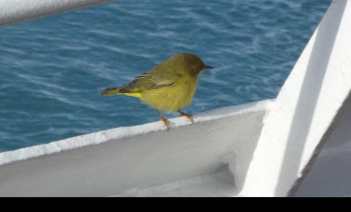 One of our smaller passengers. Do not know when it got on board or when it left.  I think it is a Yellow Warbler, but I am no ornithologist!