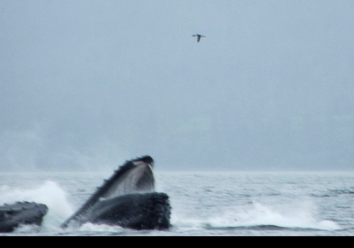 One of the feeding strategies humpbacks use is "bubble feeding" shown in this and the next two pictures.
