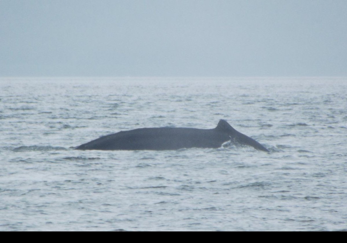 Now for a few more pictures of humpbacks swimming around our boat.