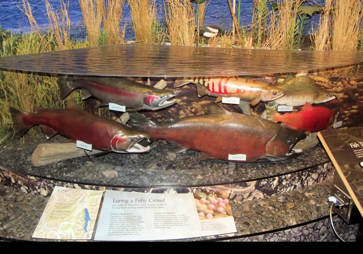 A series of pictures of some of the dioramas on display at the Kodiak National Wildlife Center.  Now we move on to salmon.  