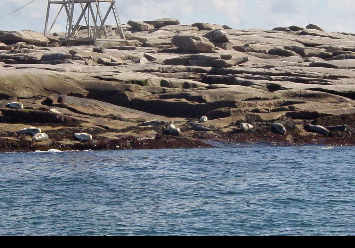 Seals basking in the sun at the far end of the island on which stands Mount Desert Rock light.  