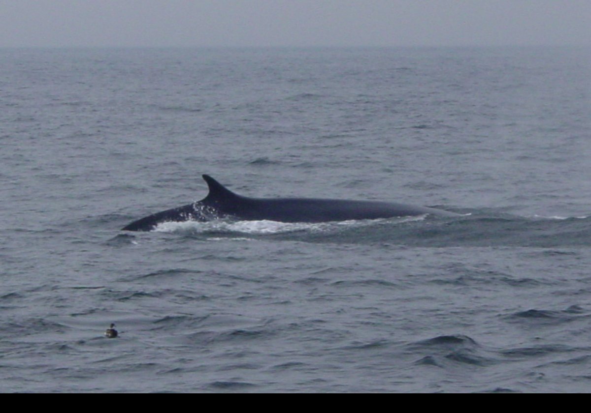 We have been out on whale watches a number of times on the 112 foot long catamaran the Friendship V. In truth, it is very hard to take pictures of whales as one never knows quite where they will surface. On later trips, we concentrated on looking and left the camera behind. This is one of a very few pictures I did manage to get.