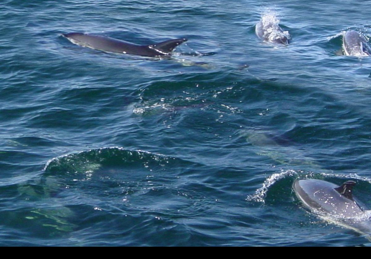 On one of our trips we saw a school of dolphins.