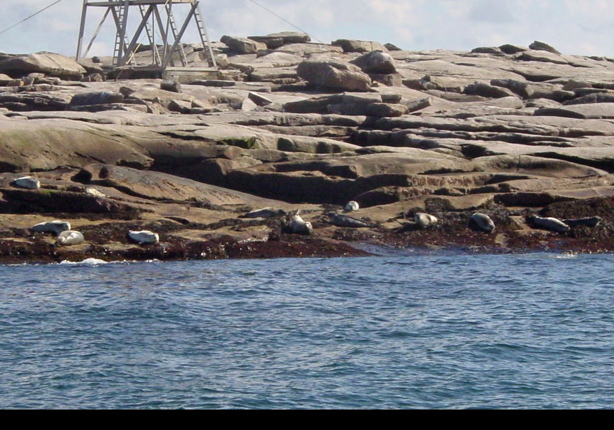 Seals basking in the sun at the far end of the island on which stands Mount Desert Rock light.