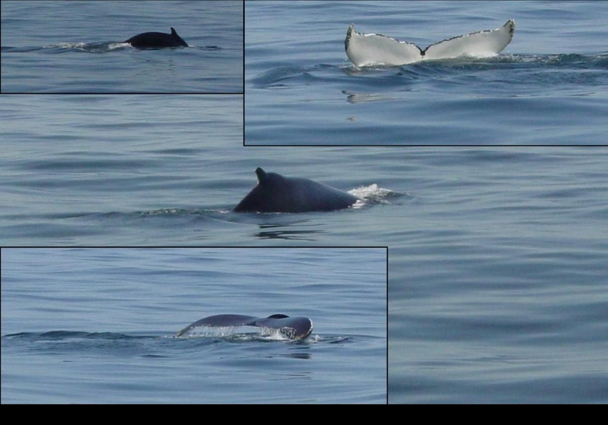 The whale watch in June, 2011. We were very lucky to see this the first Humpback whale of the season. It certainly made the day for the on-board naturalist! This is a collage of a number of pictures we managed to take. We also saw a number of nesting puffins on this trip, but they were too far away for photographs.