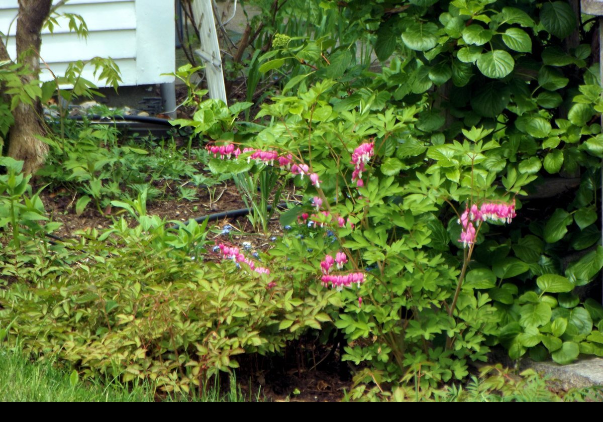 Around the Museum, there is an Heirloom Garden featuring plants of the 19th and early 20th centuries.