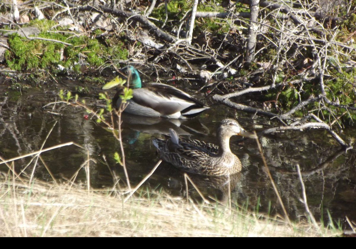 Ducks on a stream just off Old Bar Harbor Road, about three km, two miles, north-west of Hulls Cove.