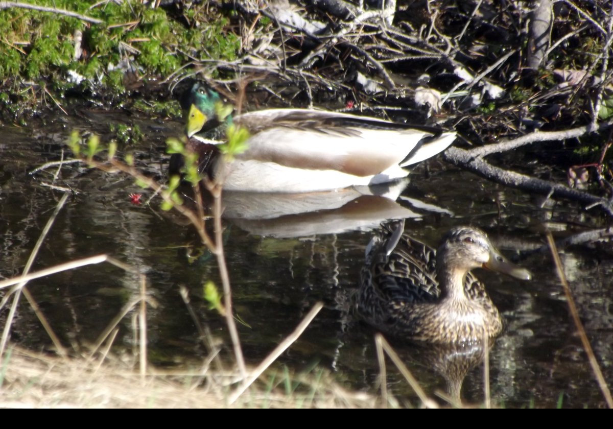 Ducks on a stream just off Old Bar Harbor Road, about three km, two miles, north-west of Hulls Cove.